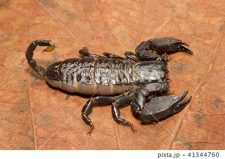 Scorpion, Liocheles nigripes, Hemiscopiidae  41344760