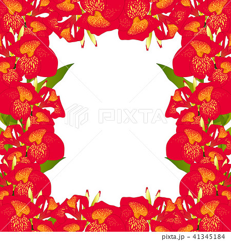 Red Canna lily Border Red Canna lily Border 41345184