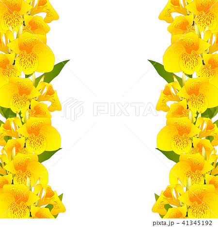 Yellow Canna lily Border 41345192