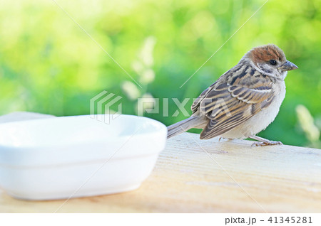 スズメのひな 41345281