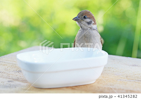 スズメのひなの写真素材