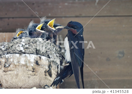 燕の子育て 41345528