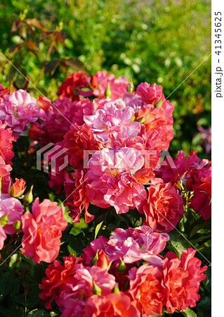 薔薇 ホットココア さかき千曲川バラ公園の写真素材