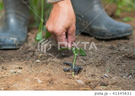 Scorpion is fighting with the spade of farmer. 41345631