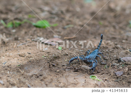 Scorpion is fighting with the spade of farmer. 41345633