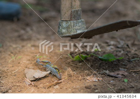 Scorpion is fighting with the spade of farmer. 41345634