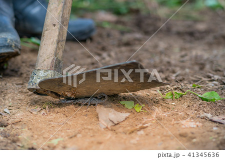 Scorpion is fighting with the spade of farmer. 41345636