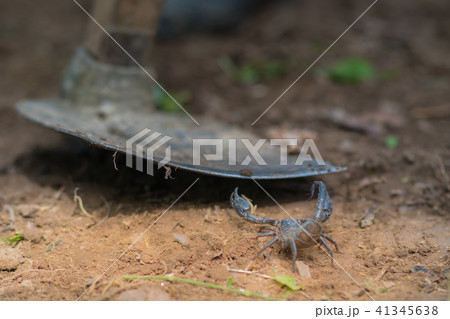 Scorpion is fighting with the spade of farmer. 41345638