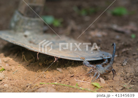Scorpion is fighting with the spade of farmer. 41345639