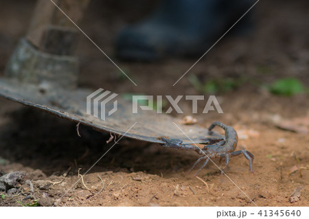 Scorpion is fighting with the spade of farmer. 41345640