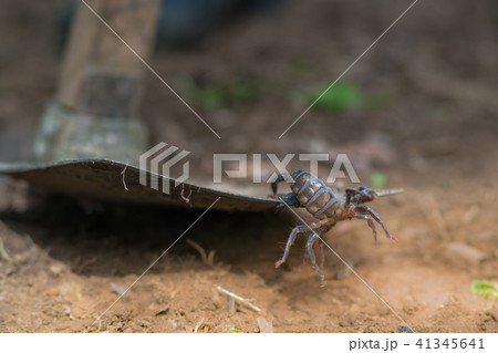 Scorpion is fighting with the spade of farmer. 41345641