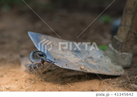 Scorpion is fighting with the spade of farmer. 41345642
