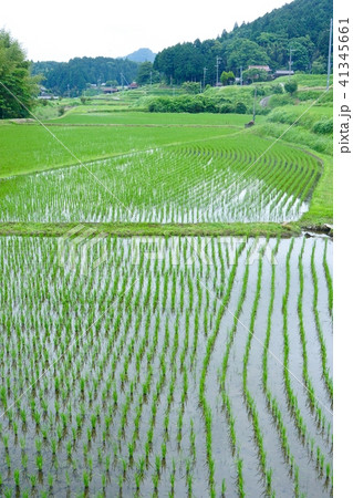 水田の風景　和歌山県伊都郡かつらぎ町天野 41345661