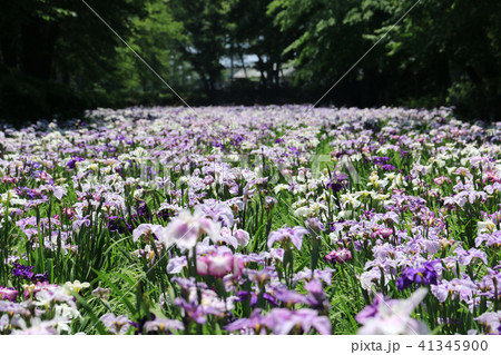 赤堀花しょうぶ園 赤堀花しょうぶ園 41345900