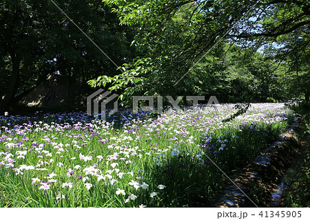 赤堀花しょうぶ園 41345905