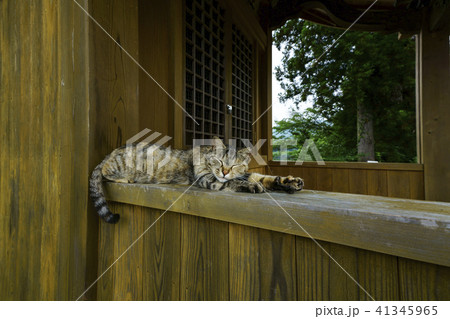 立岡自然公園　 41345965