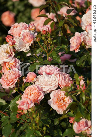 薔薇（ウーメロ）さかき千曲川バラ公園 41346225