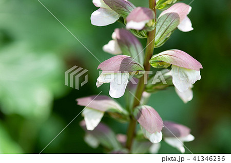 白いアカンサスの花 白いアカンサスの花 41346236