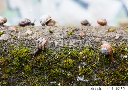 Group of small snails Group of small snails 41346276