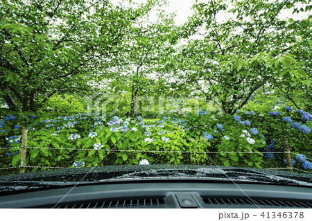 立岡自然公園の紫陽花　 41346378