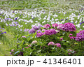 紫陽花の花 41346401