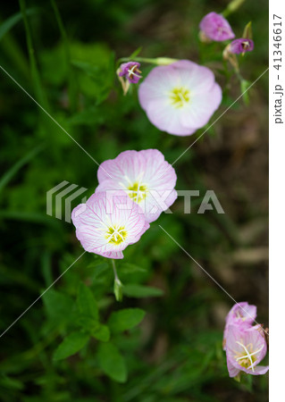 ピンク色のヒルザキツキミソウの花のアップ ピンク色のヒルザキツキミソウの花のアップ 41346617
