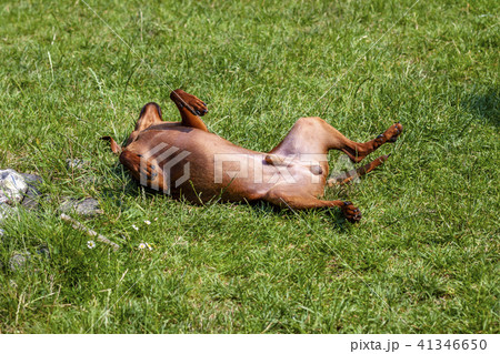 Miniature pinscher laying on back 41346650