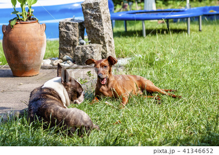 Miniature pinscher playing with pug dog on the green Miniature pinscher playing with pug dog on the green 41346652