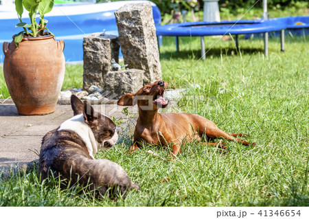 Miniature pinscher playing with pug dog on the green Miniature pinscher playing with pug dog on the green 41346654