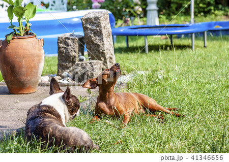 Miniature pinscher playing with pug dog on the green 41346656