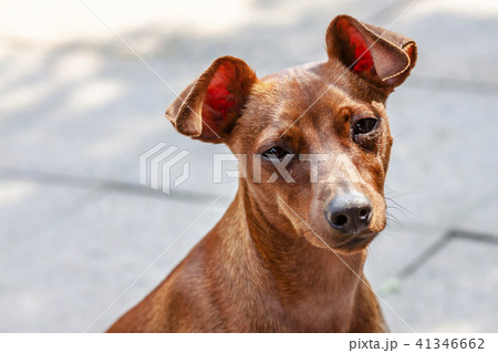 Portrait of beautiful miniature pinscher looking into the camera 41346662