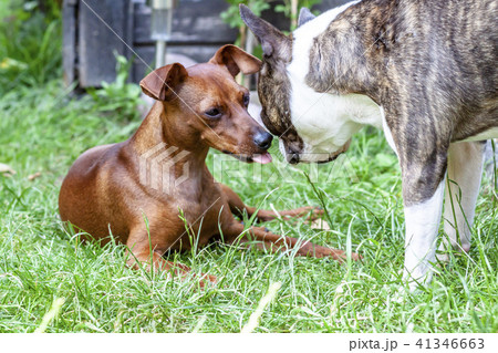 Miniature pinscher playing with pug dog on the green 41346663