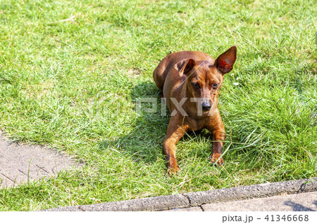 Portrait of beautiful miniature pinscher sitting on the green Portrait of beautiful miniature pinscher sitting on the green 41346668
