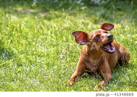 Portrait of beautiful miniature pinscher sitting on the green Portrait of beautiful miniature pinscher sitting on the green 41346669