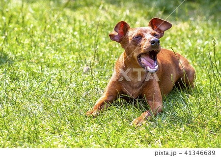 Portrait of beautiful miniature pinscher sitting on the green Portrait of beautiful miniature pinscher sitting on the green 41346689