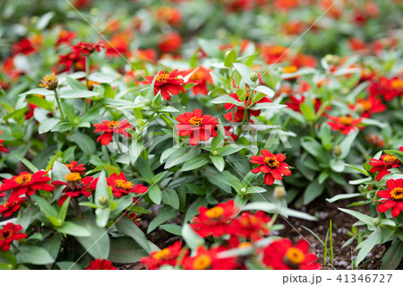 赤いジニアの花 赤いジニアの花 41346727