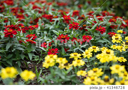 赤と黄色のジニアの花 の写真素材