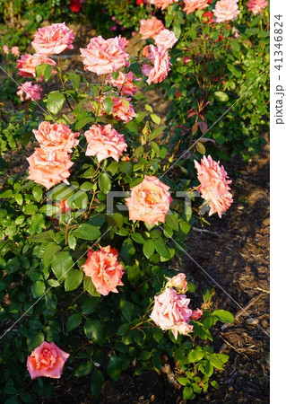 薔薇 さかきの輝 さかき千曲川バラ公園の写真素材