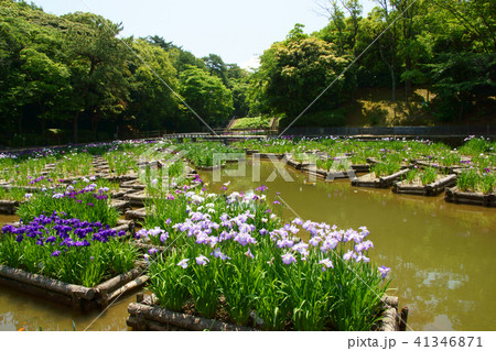 森に囲まれた菖蒲園 森に囲まれた菖蒲園 41346871