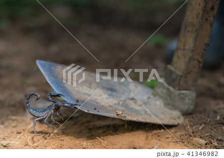 Scorpion is fighting with the spade of farmer. 41346982