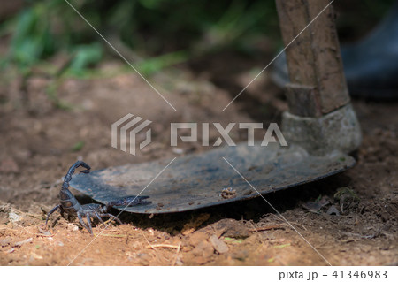 Scorpion is fighting with the spade of farmer. 41346983