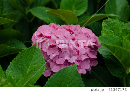 ピンク色のあじさいの花のアップ 41347178