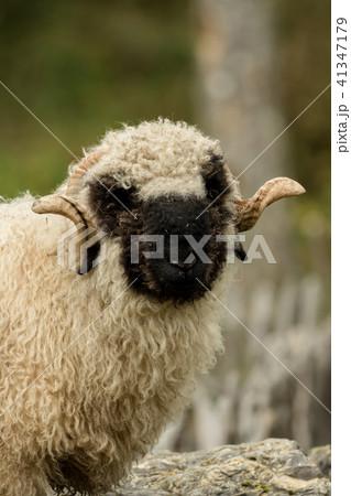 Valais black nose with soft bokeh 41347179