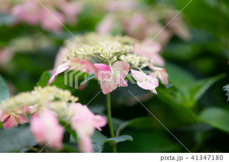 ピンク色のあじさいの花のアップ 41347180