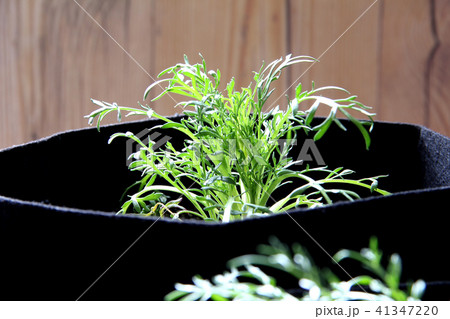 マカの苗 41347220