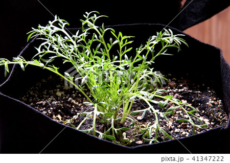 マカの苗 41347222