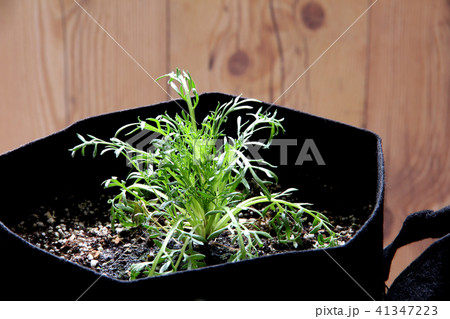 マカの苗 41347223