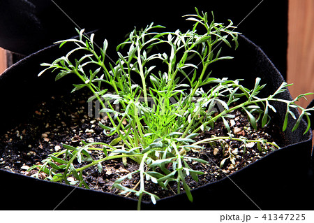 マカの苗 41347225