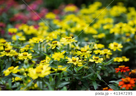 黄色いジニアの花の写真素材