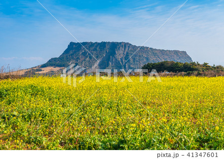 Seongsan Ilchulbong , Jeju Island , South Korea. 41347601